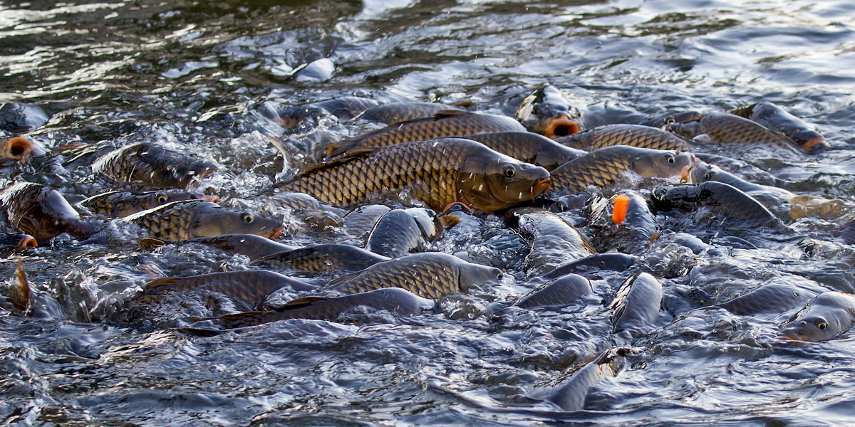 Carp Frenzy