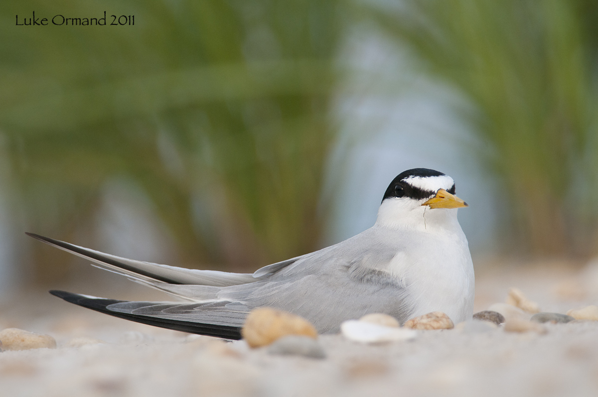 Nesting Least Tern