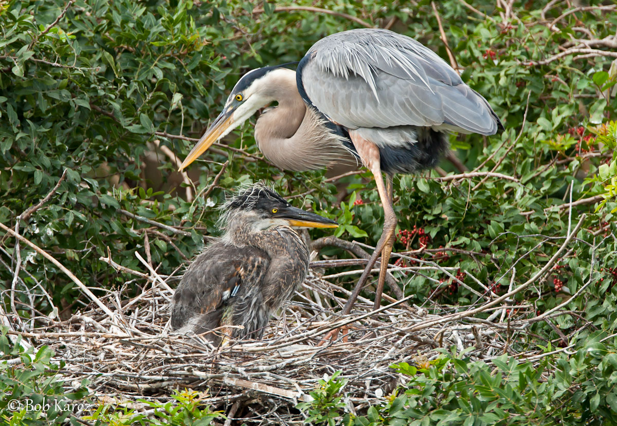 GB Heron  & Chick