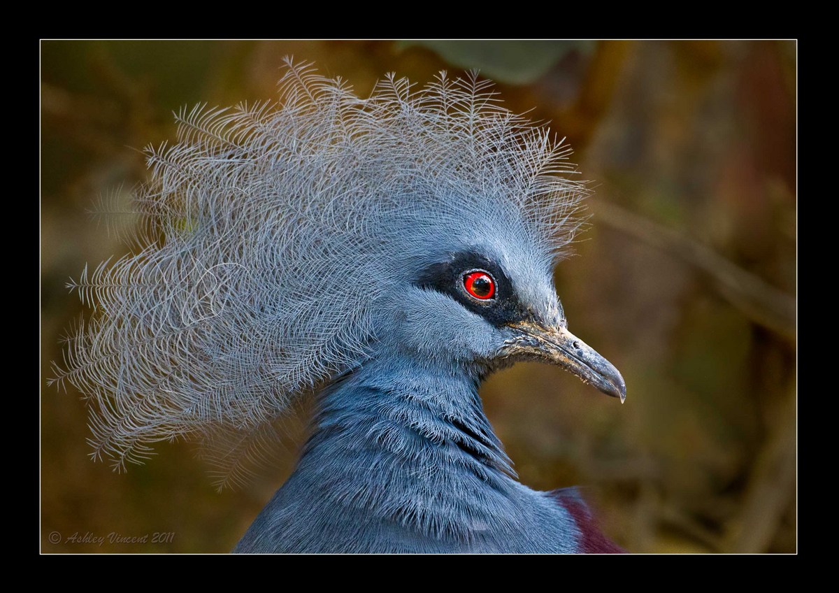Striking Head Shots III