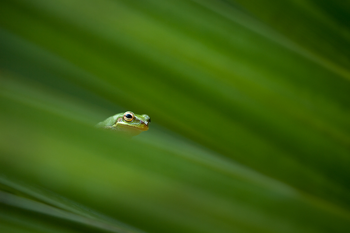 Green Tree Frog