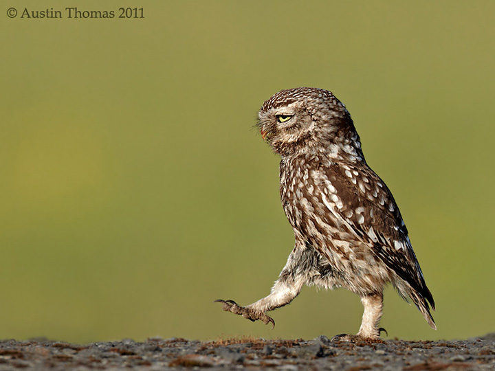 Marching Little Owl
