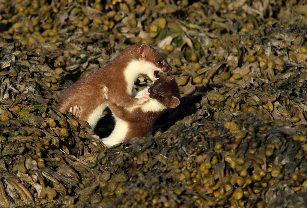 Stoats