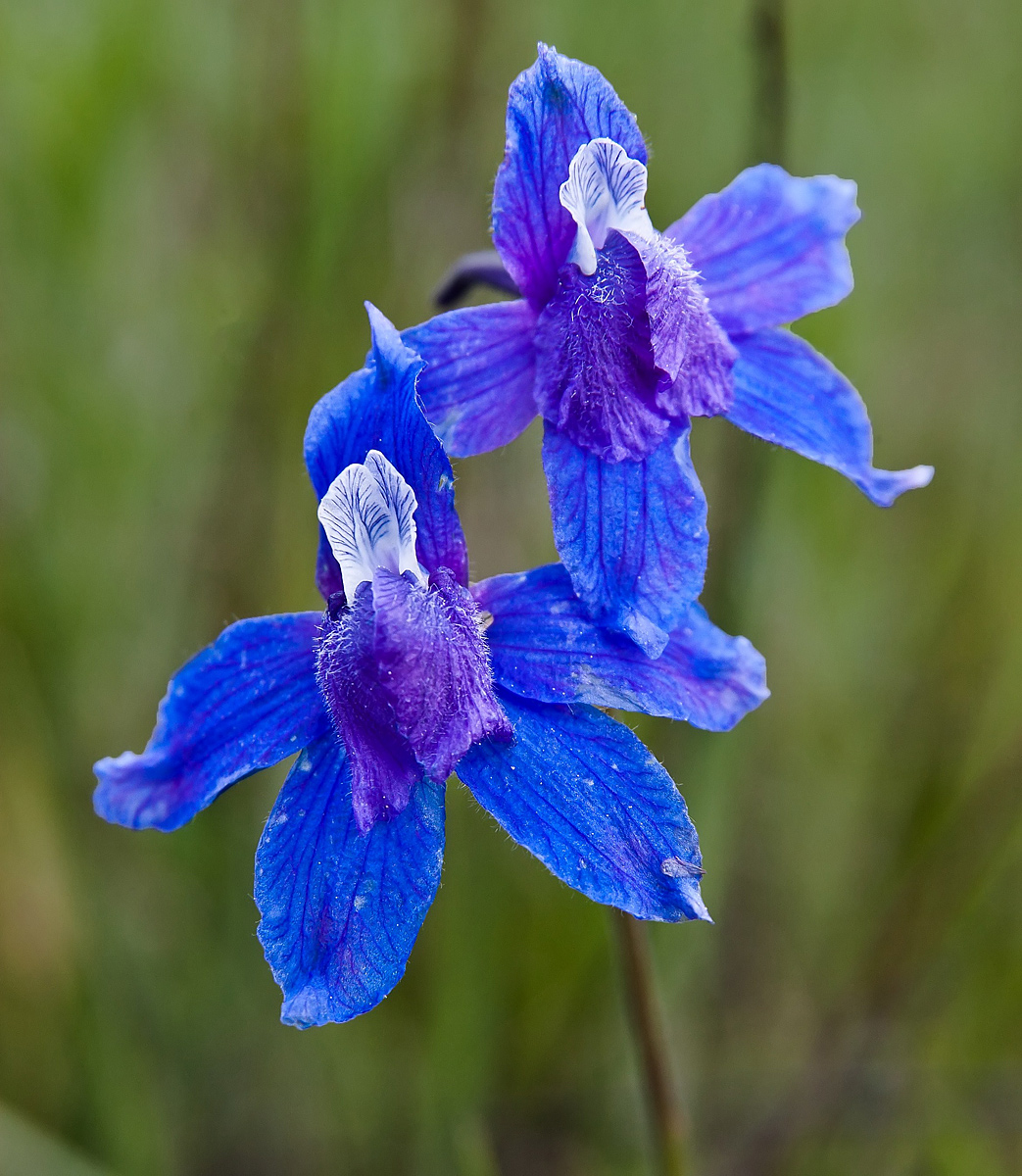 Larkspur