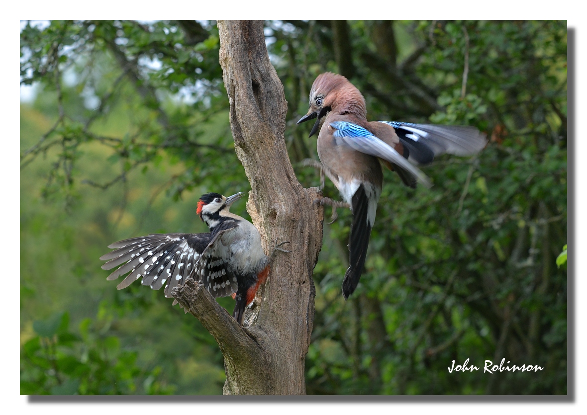 Jay fight