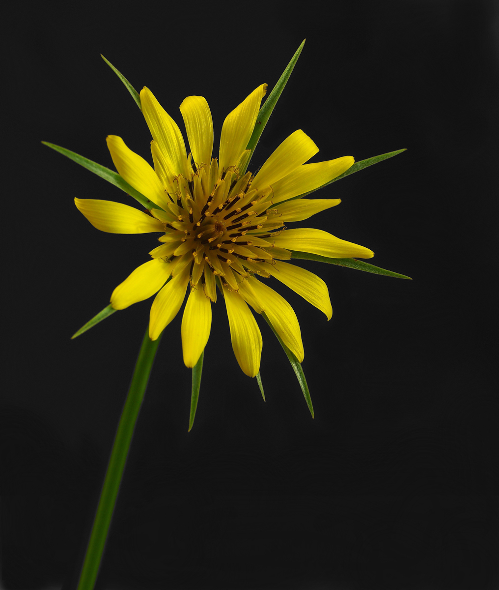 Goatsbeard + Re-post!