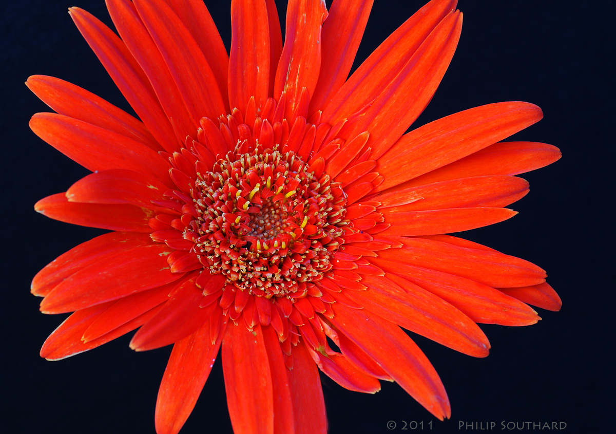 Hot Gerbera