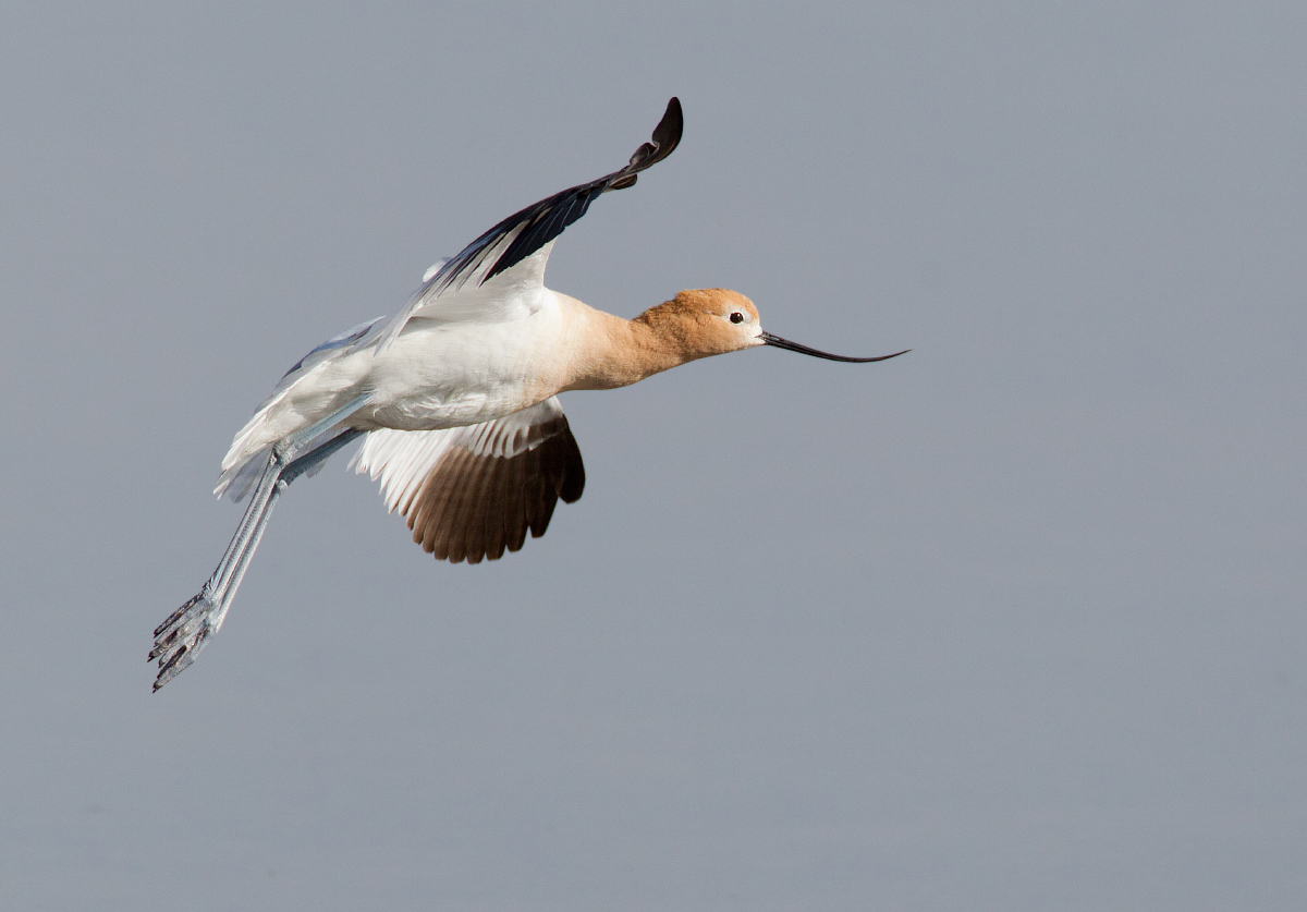 Am. Avocet