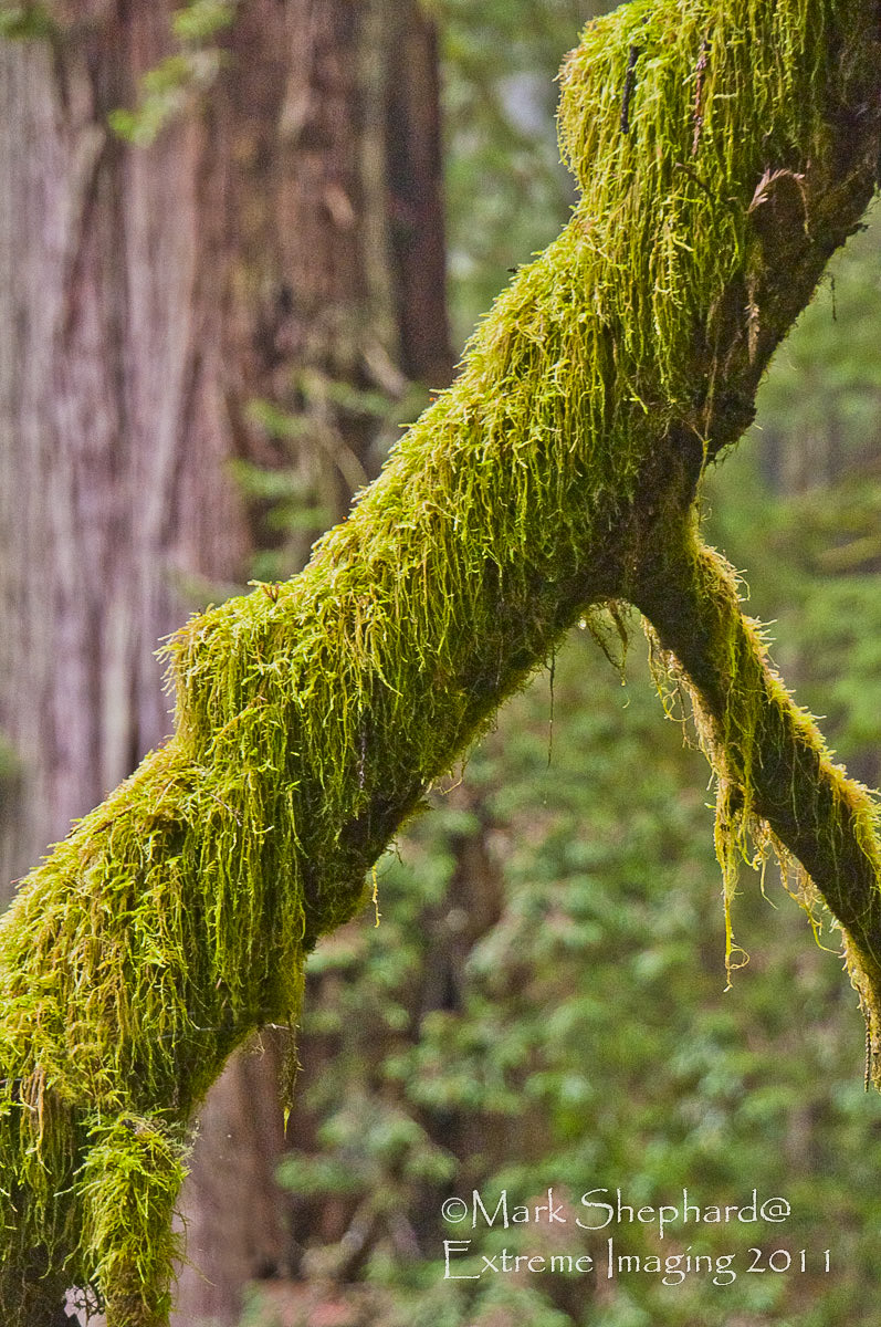 Redwood Greens