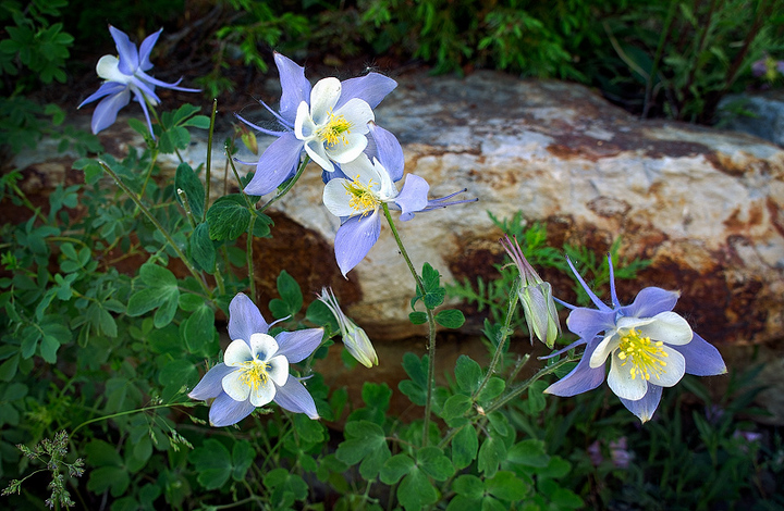 Spring Columbines