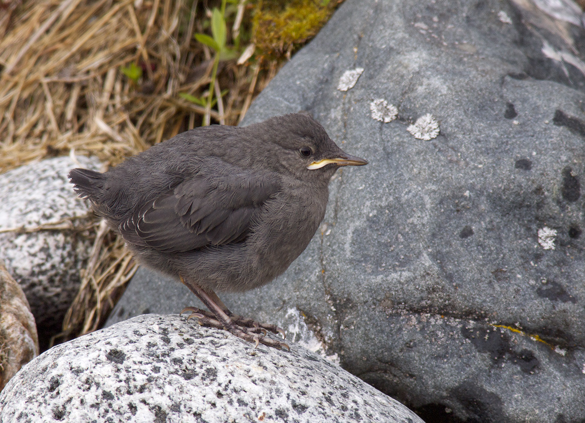 Fledgling Amer. Dipper