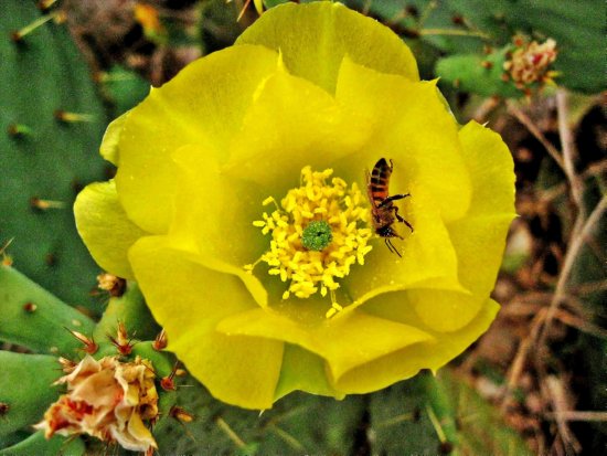 Cactus Flower