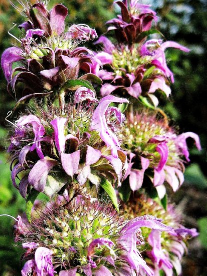 Wild Horsemint
