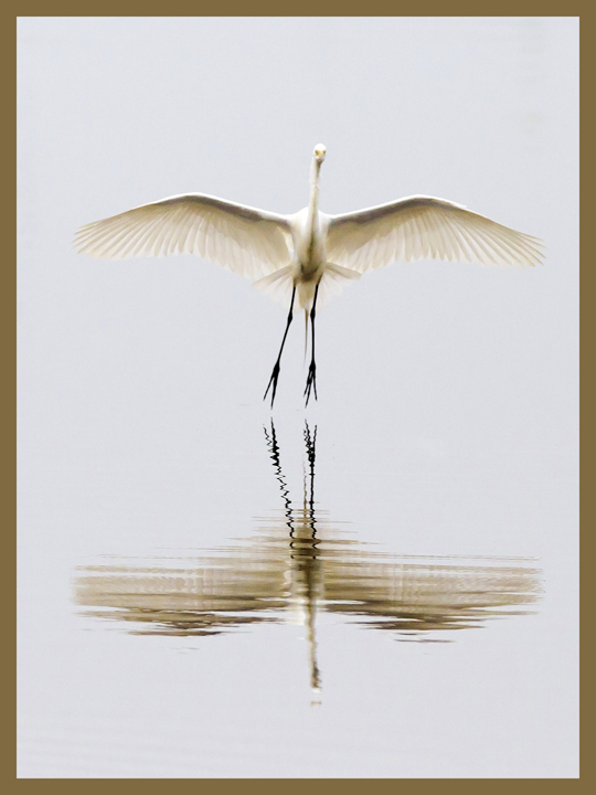 Landing Egret