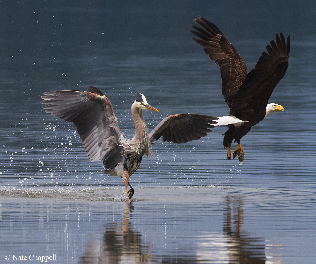 Blue Heron + Bald Eagle