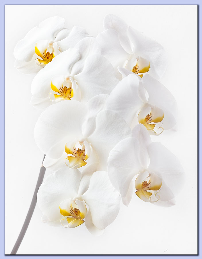 Tumbling Phalenopsis + Repost