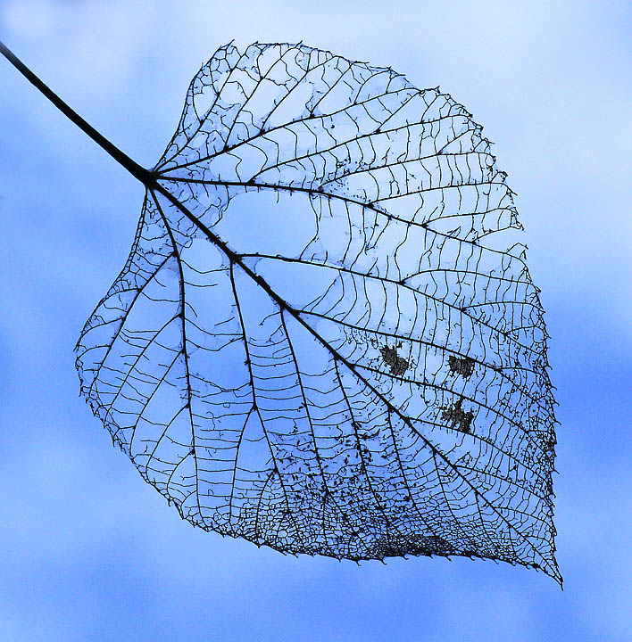 Leaf skeleton (+ repost)