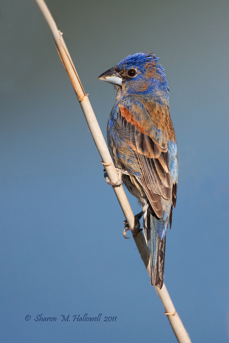 Young Grosbeak