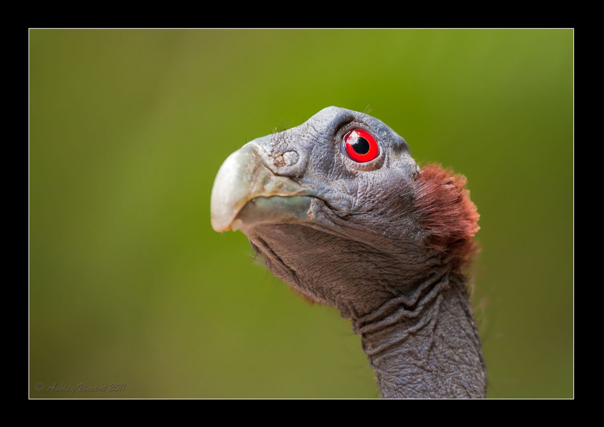 Striking Head Shots IV