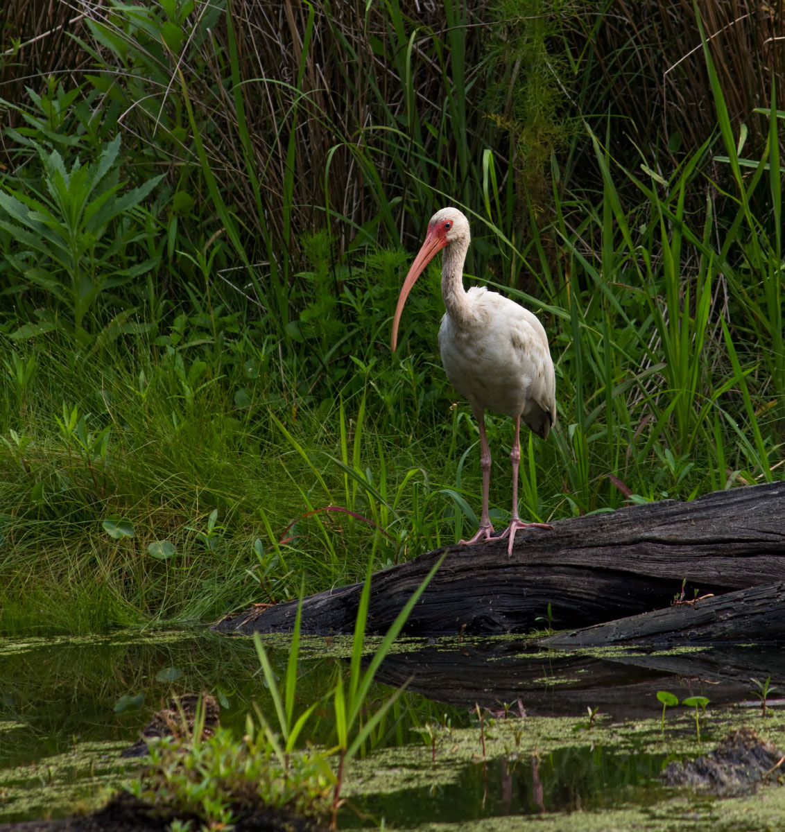 Ibis