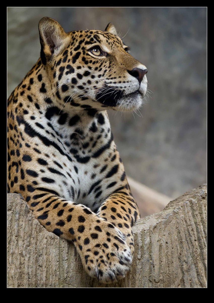 Majestic Pose