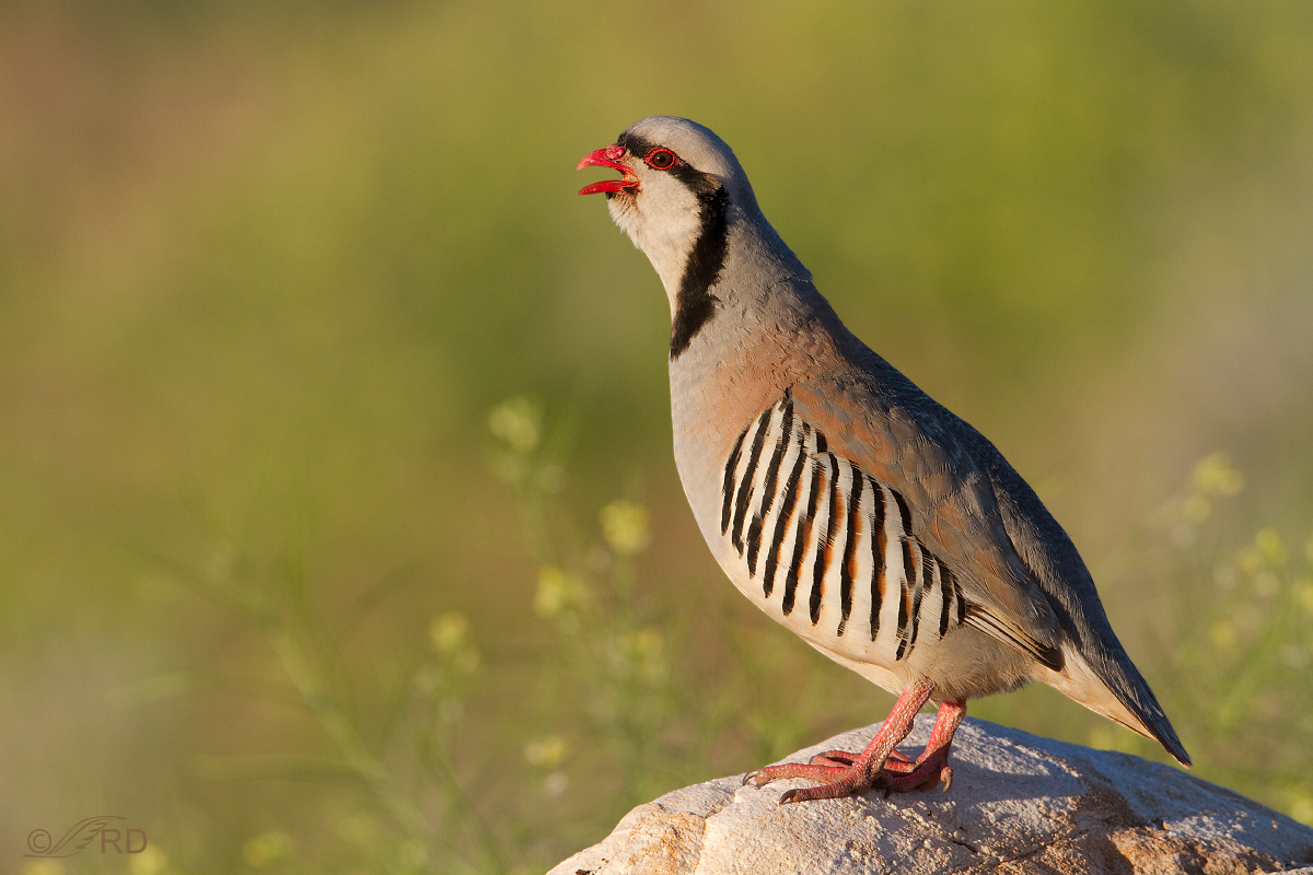 Chukar