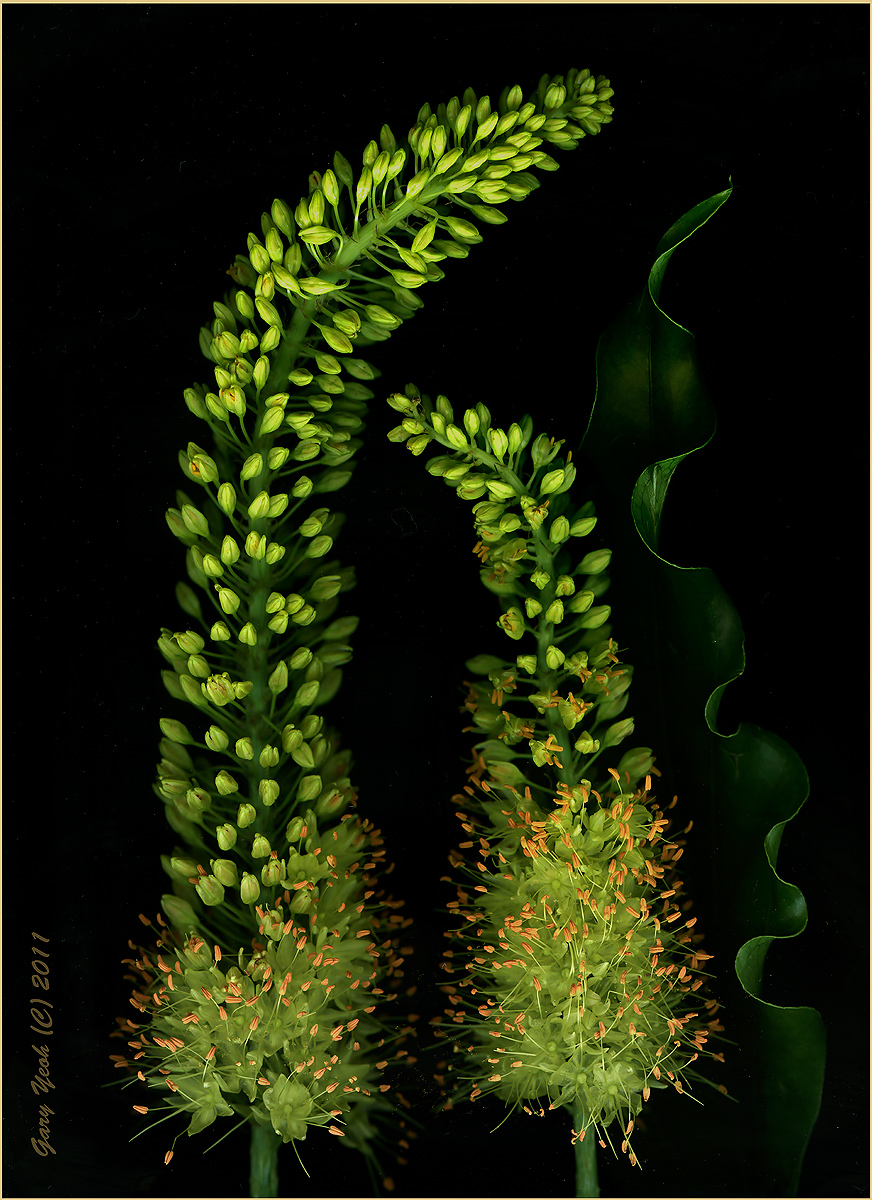 Foxtail Lily