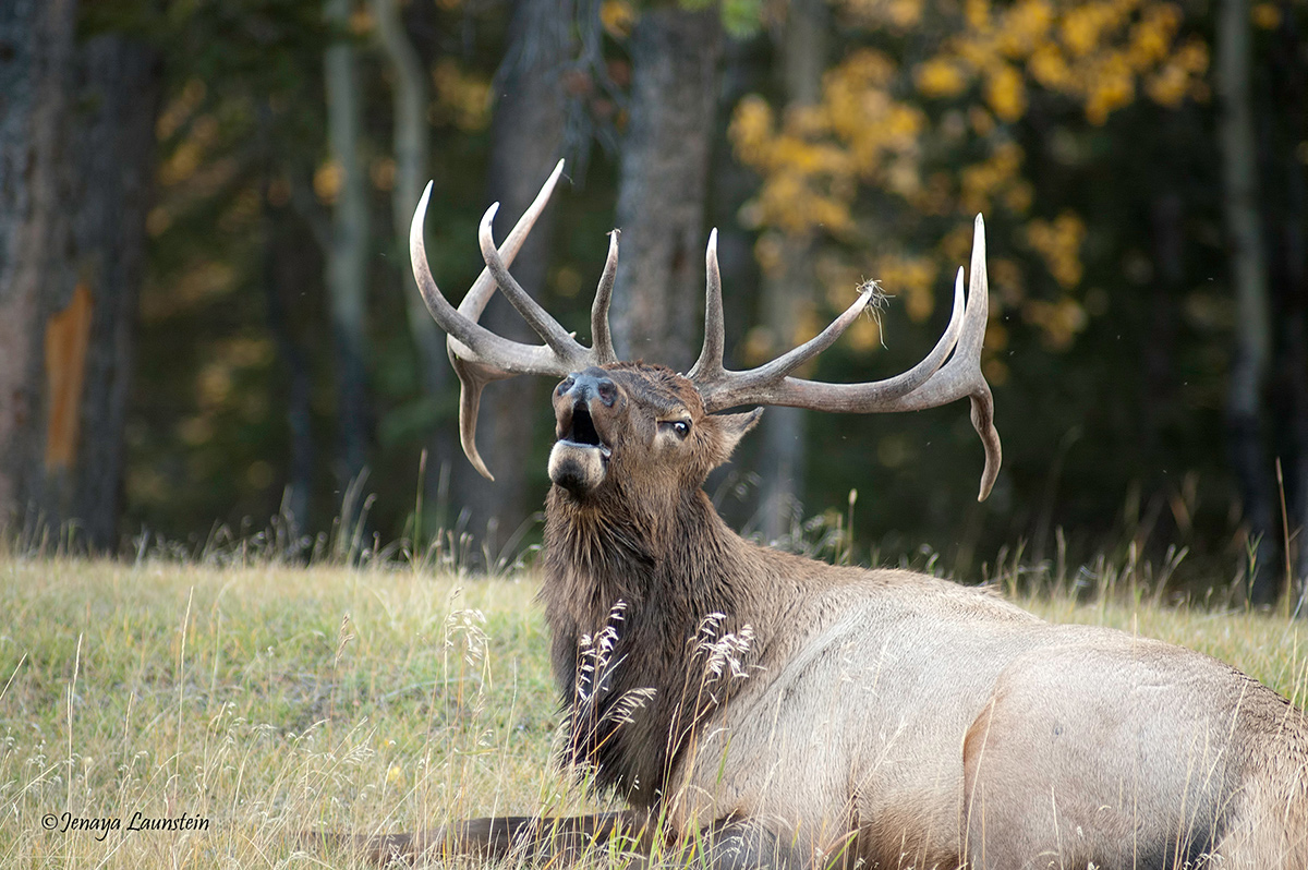 Bugling Elk