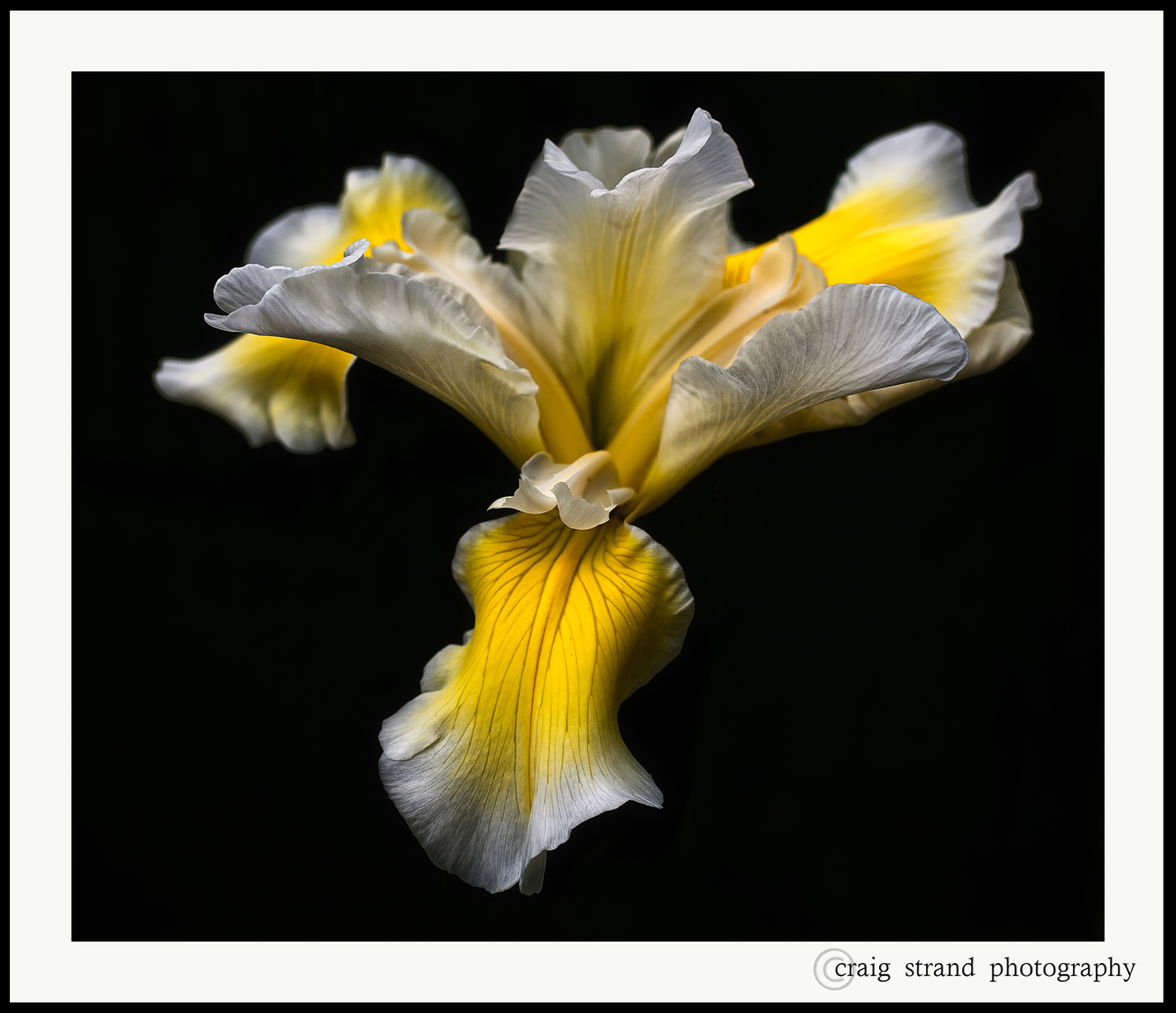 Iris  
