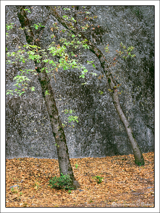 Oaks at Swan Slab