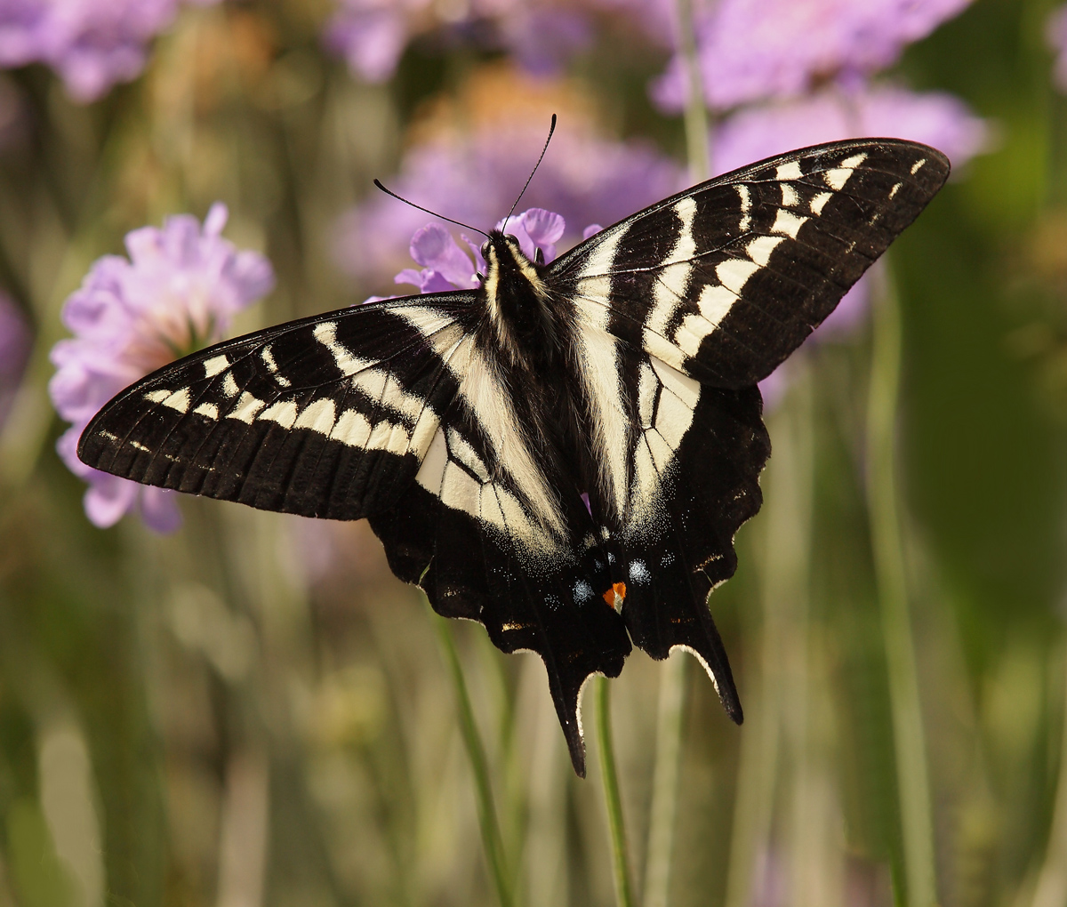 Western Tiger Swallowtai