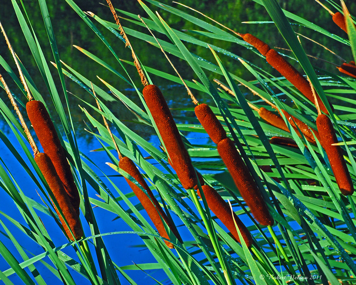 Cattails