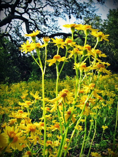 Golden Flowers