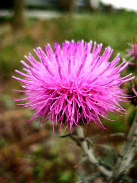 Wild Thistle