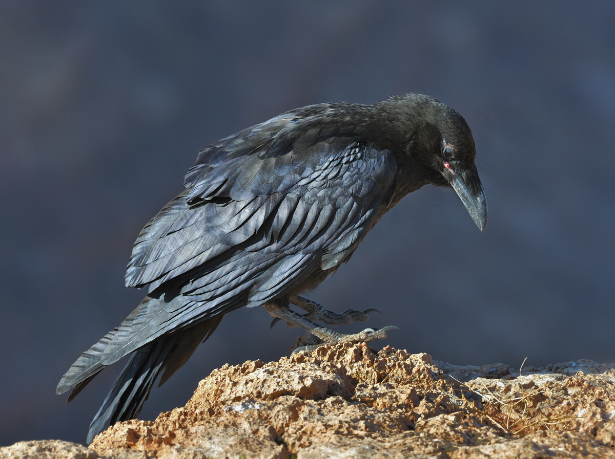 Raven on edge