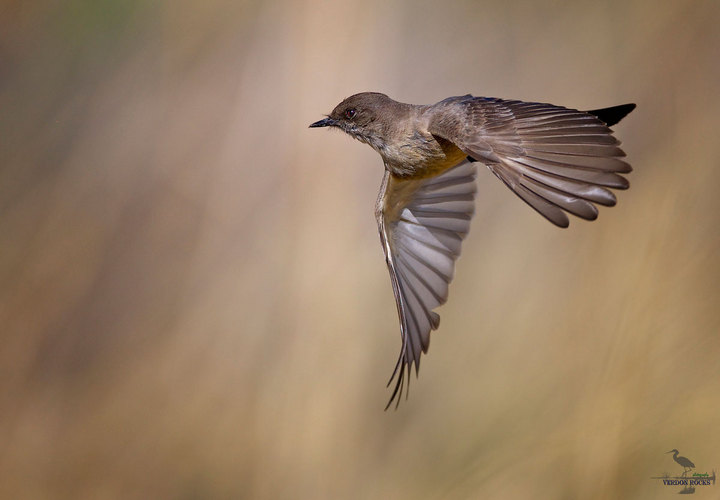 Say's Phoebe