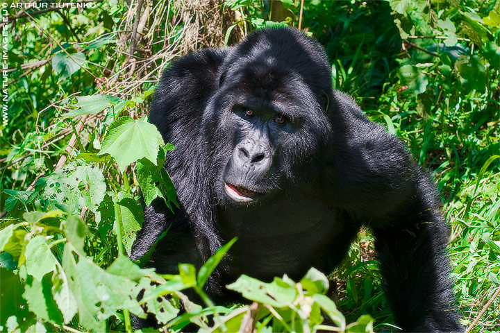 Gorilla Blackback