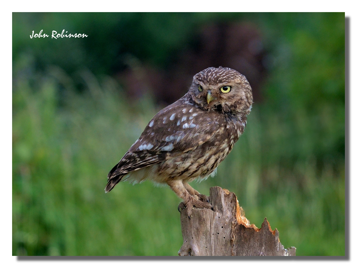 Another Little owl