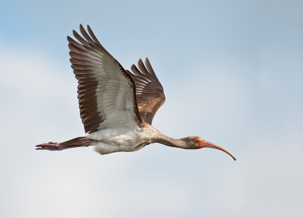 Juvenile White Ibis
