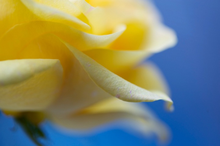 Yello Rose