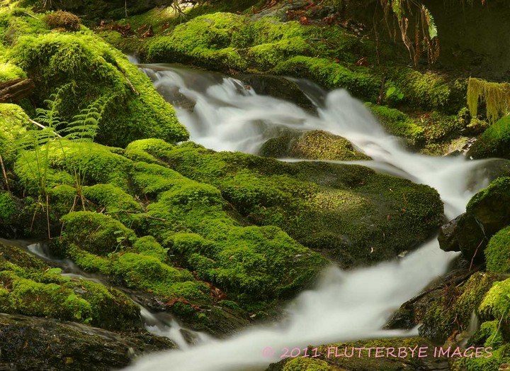 Green and Misty