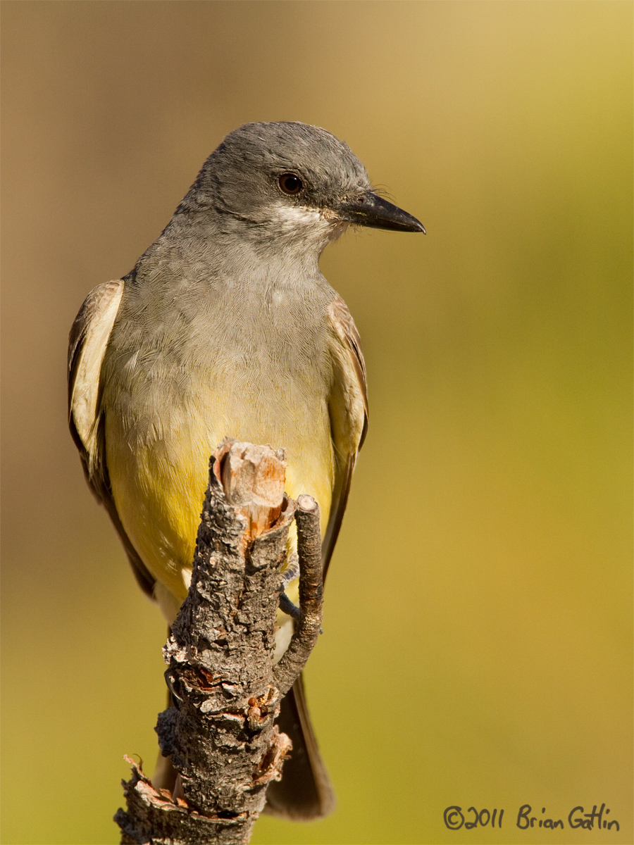 Cassin's Kingbird