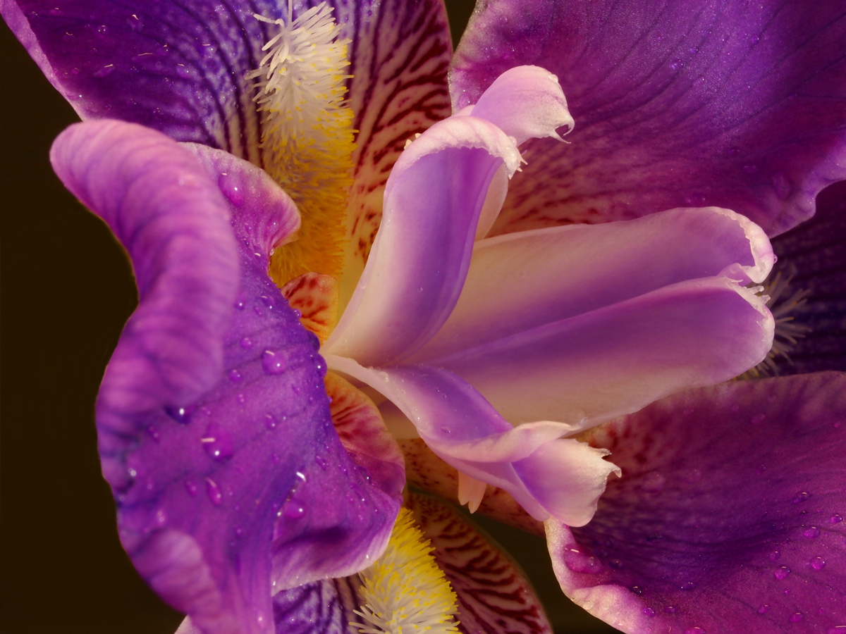 Heart of Iris