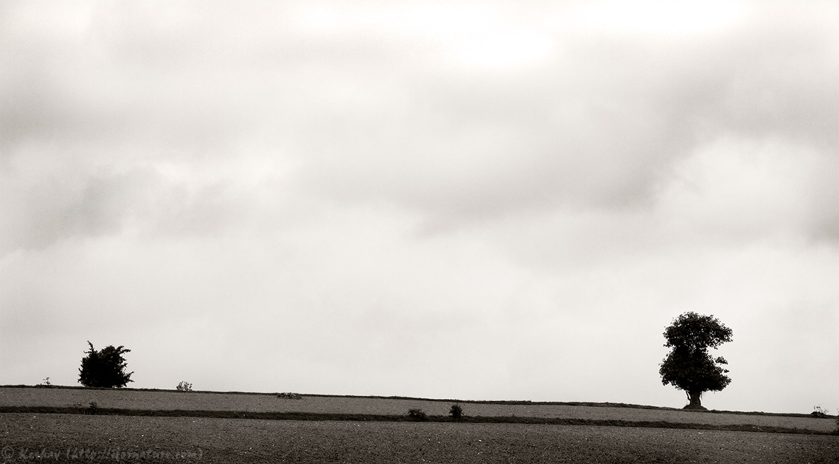 The lonely tree