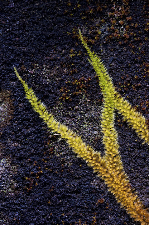 Tentacles