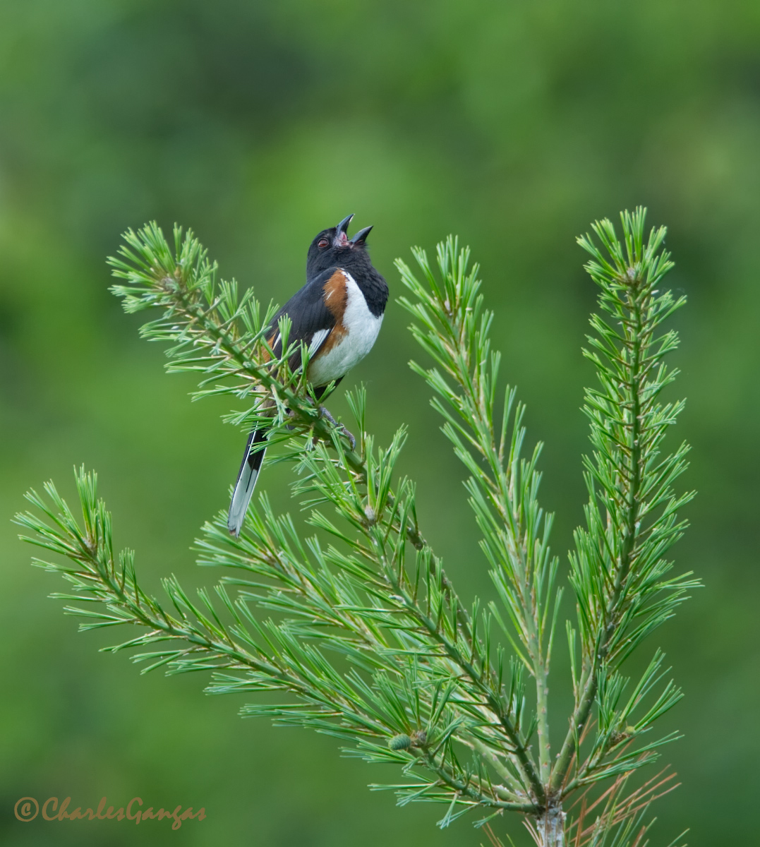 Eastern Towhee