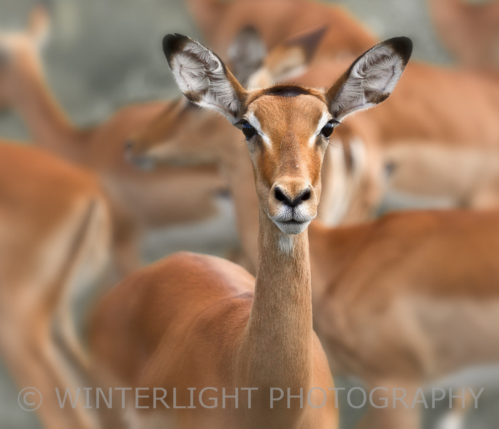 Impala
