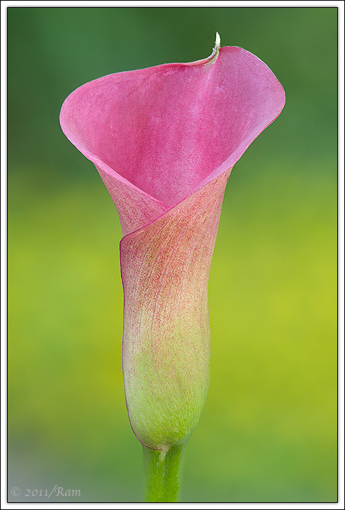 Calla