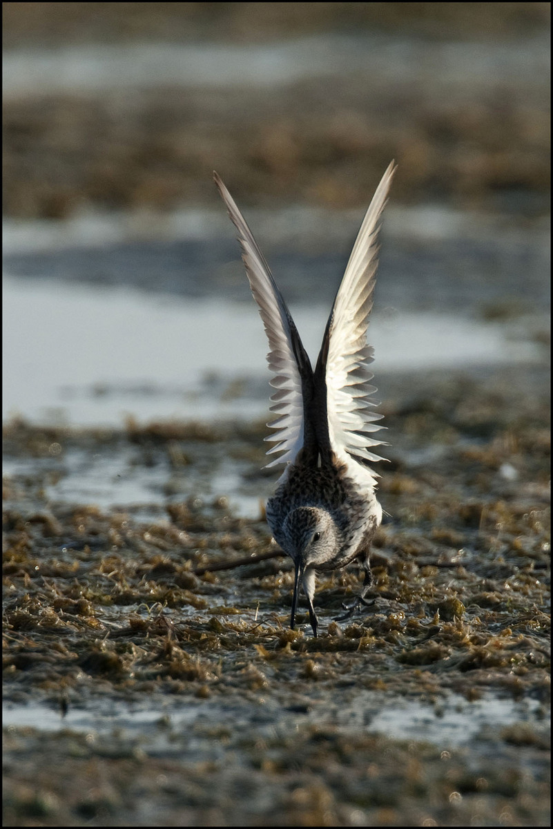 Dunlin :: Calidris alpin
