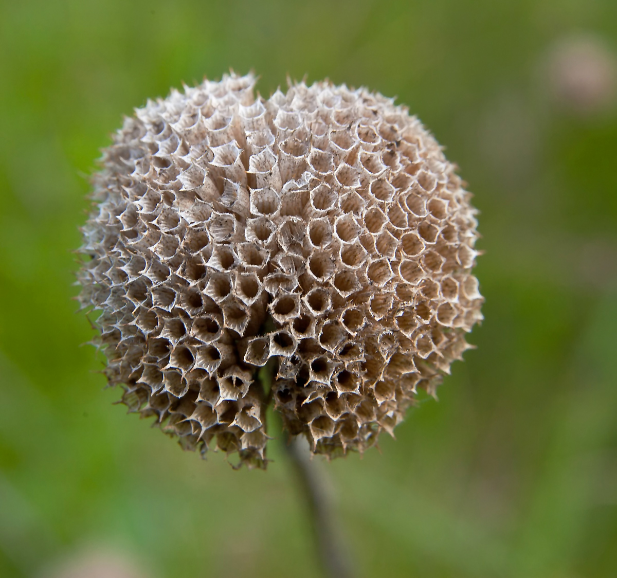 Seed Pod